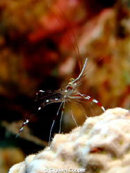Cave cleaner by Cigdem Cooper 